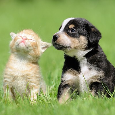 Keep Your Dog or Cat Safe in Hot Weather | Hodes Veterinary Health Center