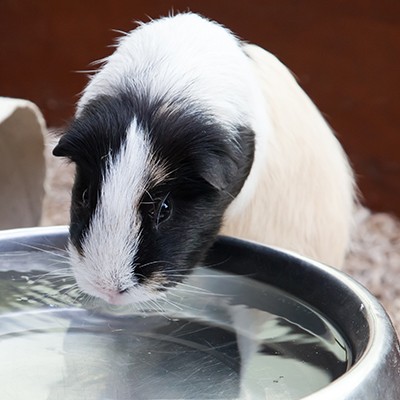 Setting Up a Guinea Pig Cage | Hodes Veterinary Health Center