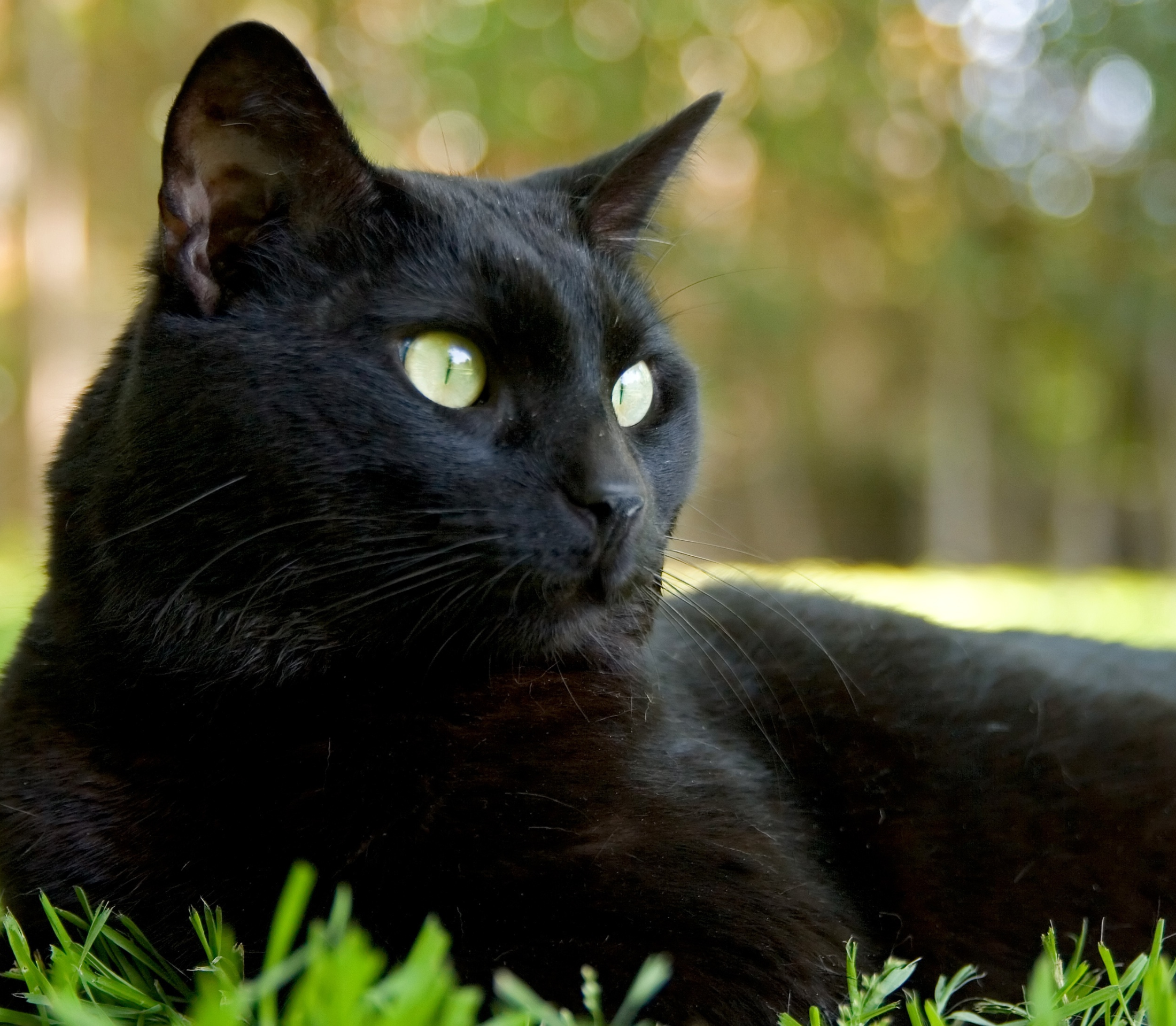 Black Cats | Hodes Veterinary Health Center