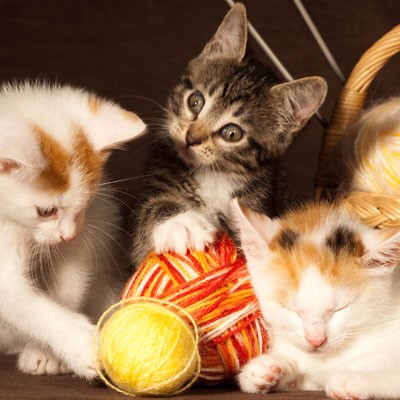 9 Ways to Keep Your Cat Happy | Hodes Veterinary Health Center
