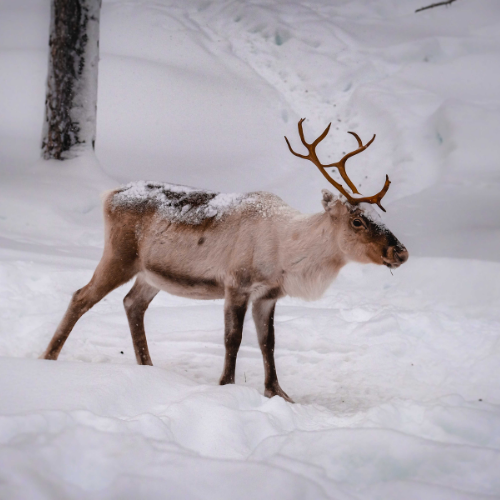 Fun Facts About Reindeer | Hodes Veterinary Health Center