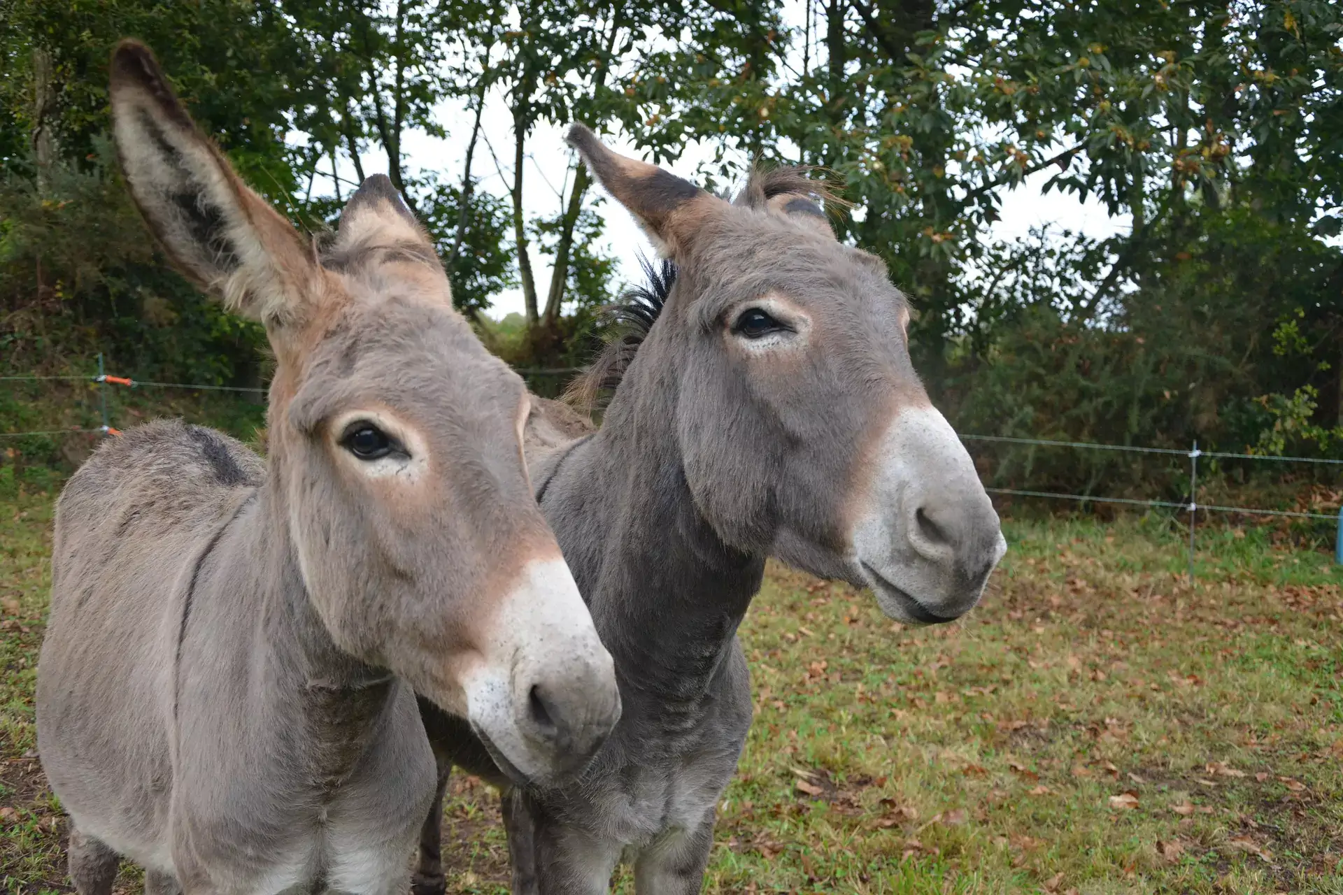 Donkey Care | Hodes Veterinary Health Center