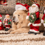 Chow chow sits beside Christmas decorations