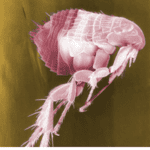 Magnified image of a pink flea