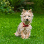 Brownish Cairn Terrier standing on a grassy lawn
