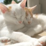 Two white kittens with brown ears snuggle close together