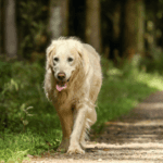 Cream-colored old dog walking in the road