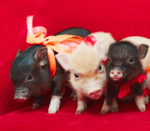 Three mini-pigs with bows on the head