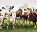 White and brown cow herd
