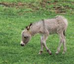 Mini donkey eating grass