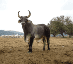 Gray cow standing tall with horns