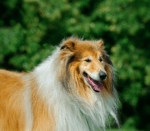 Adult hairy border collie facing to the right