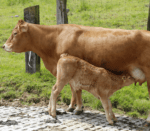 Brown mother cow and a brown calf