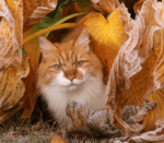 Ginger cat surrounded by fallen leaves