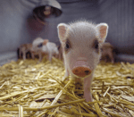 Piglet on a den with straws