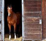 Brown horse standing at the door of the cabin