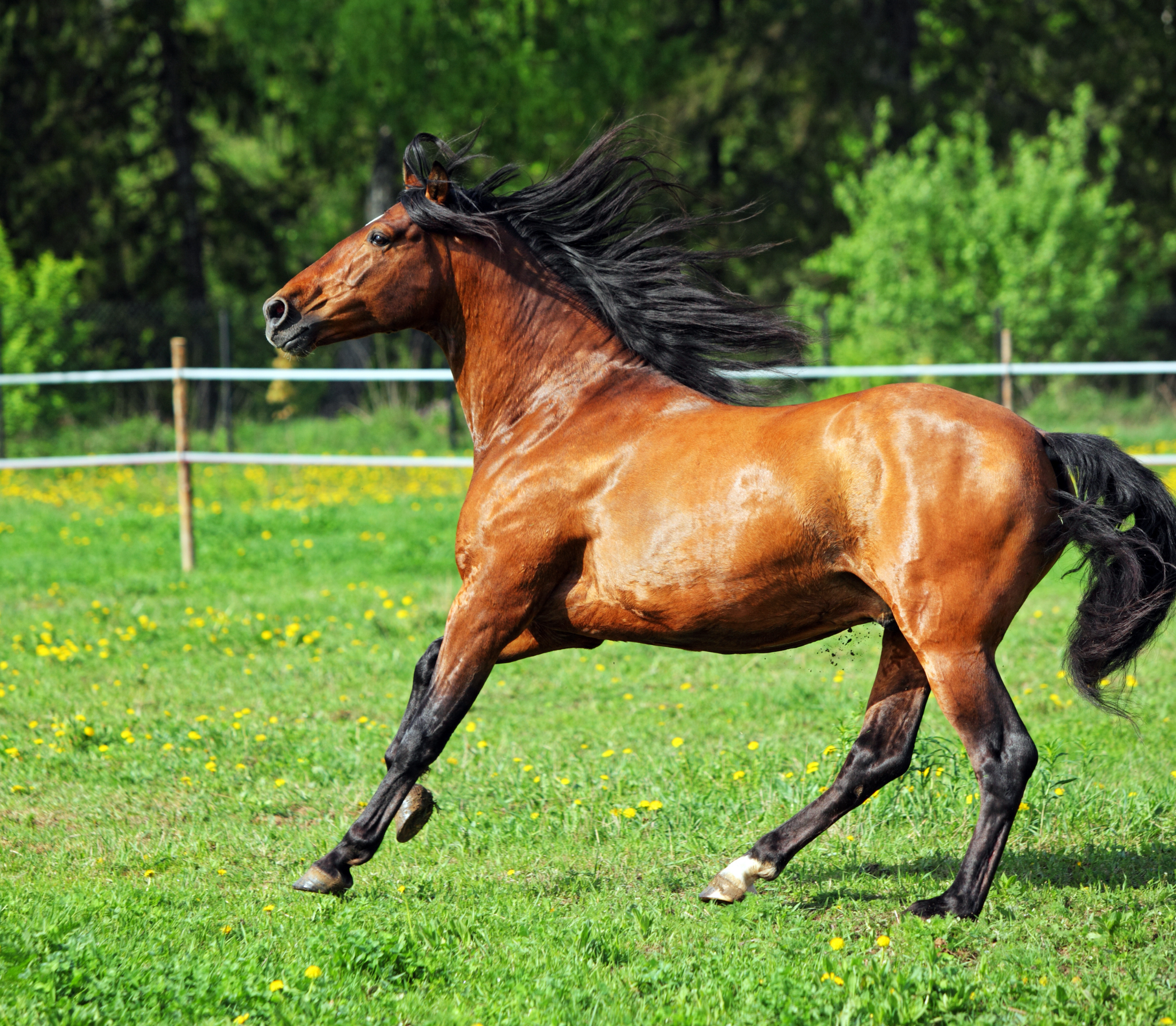 How To Improve Your Pasture | Hodes Veterinary Health Center