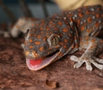 Gray gecko with orange spots