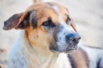 dog with brown and white fur