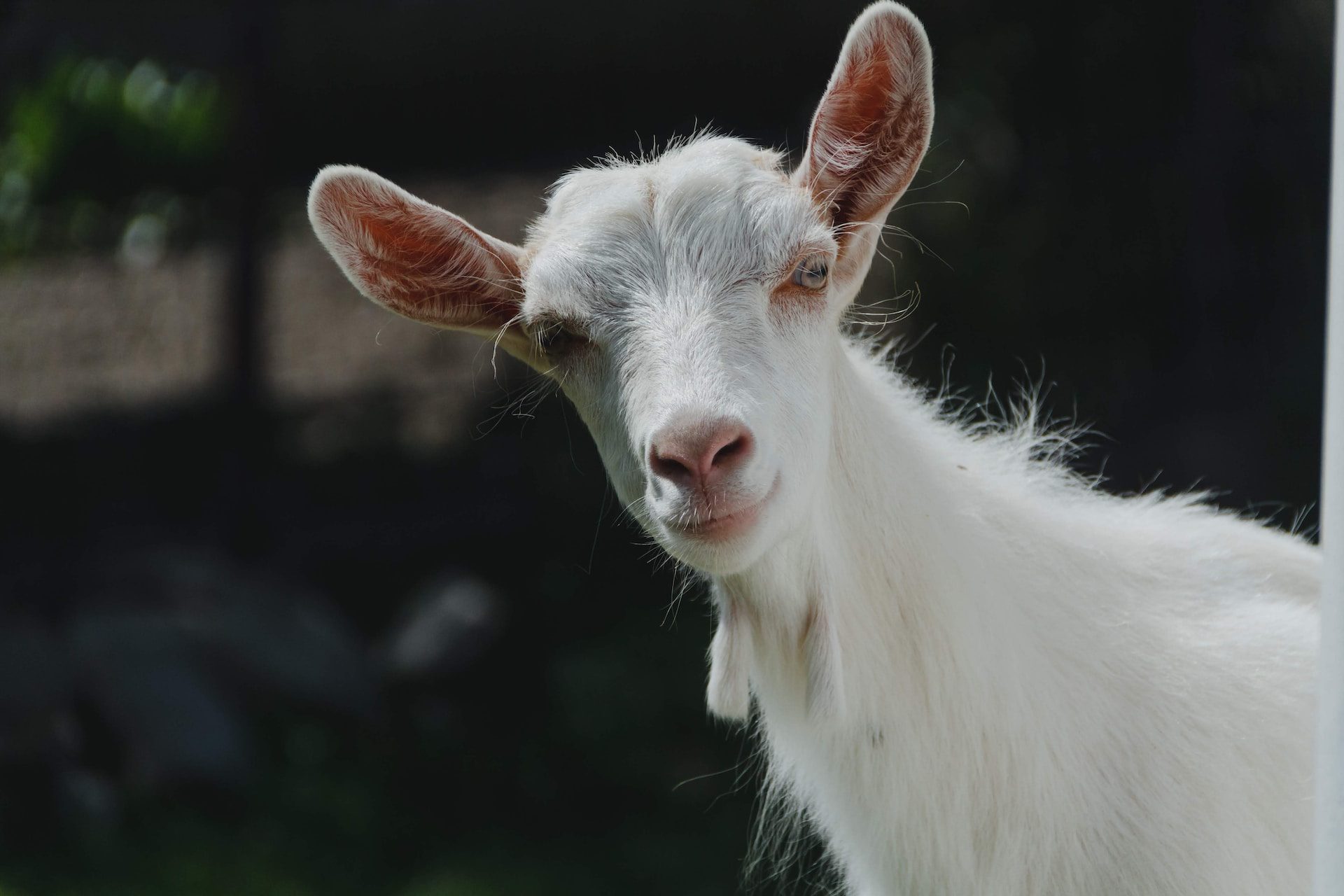 Choosing Your Goats | Hodes Veterinary Health Center